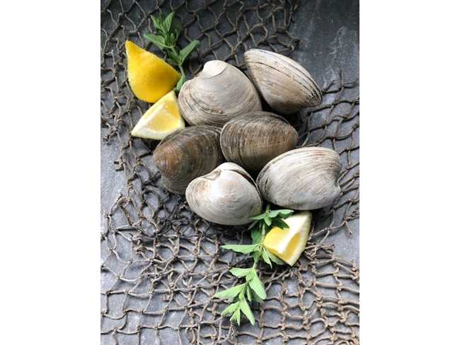 Topneck Clams (2 ½" clam) - 25 Count